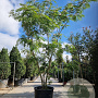 Albizia julibrissin 350-400 cm container meerstammig