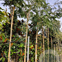Albizia julibrissin 200 cm stam container 10-12 lei 150x120