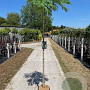 Albizia julibr. Ombrella 6-8 HO 15L