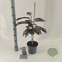 Albizia julibr. 'Summer Chocolate' 70-80 cm 3,0L met stok