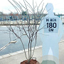 Amelanchier lamarckii 175-200 cm container meerstammig