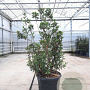 Arbutus unedo 150-175 cm cont. 110L
