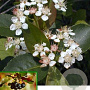 Aronia prunifolia 'Viking' 6-8 HO container