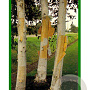 Betula utilis 'Doorenbos' 400-450 cm container solitair