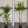 Carpinus betulus 80-100 cm 5,0L geveerd