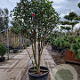 Camellia hiem. 'Kanjiro' 175-200 cm cont. 130L paraplu