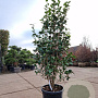 Camellia j. 'Snowball' 150-175 cm 35L