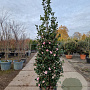 Camellia sasanqua 175-200 cm 30L