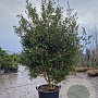 Camellia sasanqua 250-300 cm container meerstammig