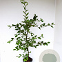 Carpinus betulus 80-100 cm 5,0L geveerd