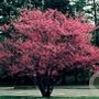 Cercis canadensis 175-200 cm 20L