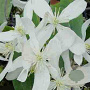Clematis arm. 'Snowdrift' 175-200 cm 20L