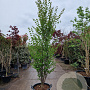 Cercidiphyllum japonicum 250-300 cm container meerstammig