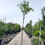 Cercis canadensis 200 cm stam container 8-10
