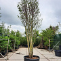 Cercis siliquastrum 500-550 cm container meerstammig