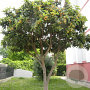 Eriobotrya japonica halfstam 20L