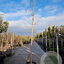 Chionanthus retusus 180 cm stam container 14-16