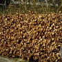 Fagus sylvatica 8-10 HO container