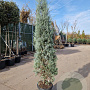 Cupressus ariz. 'Fastigiata' 200-250 cm 30L