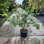 Gleditsia triac. 'Sunburst' 125-150 cm 20L met stok