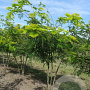 Gleditsia triac. 'Sunburst' 150-175 cm draadkluit meerstammig 80-100 breed