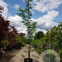 Gleditsia triac. 'Sunburst' 350-400 cm container