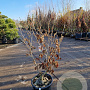 Hamamelis int. 'Jelena' 100-125 cm 30L
