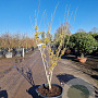 Hamamelis int. 'Westerstede' 125-150 cm container meerstammig
