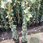 Hedera helix 80-100 cm rozenpot 2L
