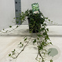 Hedera hel. 'Miniature Needlepoint' 30-50 cm 2,0L