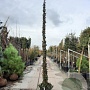 Hedera hibernica 350-400 cm container