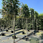 Ilex 'Nellie R. Stevens' 16-18 HO cont. 70L lei 150x125 200 cm stam