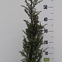 Juniperus comm. 'Hibernica' 50-60 cm 5,0L