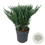 Juniperus pf. 'Blue Chiffon' 40-50 cm 6L