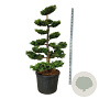 Juniperus pf. 'Pfitzeriana Aurea' 150-175 cm cont. 130L bonsai