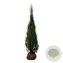 Juniperus s. 'Blue Arrow' 175-200 cm met kluit extra