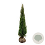 Juniperus s. 'Blue Arrow' 200-225 cm met kluit extra