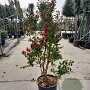 Lagerstroemia Dynabite 125-150 cm 30L