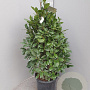 Laurus nobilis 100-110 cm 15L piramide