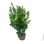 Ligustrum j. 'Texanum' 80-100 cm met kluit