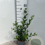 Ligustrum vulg. 'Atrovirens' 40-60 cm 2,0L