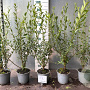 Ligustrum vulg. 'Atrovirens' 60-80 cm 2,0L
