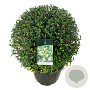 Ligustrum vulg. 'Atrovirens' 70-80 cm 50L bol extra