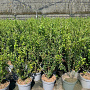 Ligustrum vulg. 'Lodense' 40-60 cm 5,0L