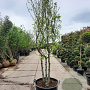Liquidambar s. 'Worplesdon' 350-400 cm container meerstammig