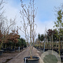 Magnolia denudata 250-300 cm cont. 130L