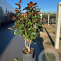 Magnolia grandiflora 150-175 cm 45L meerstammig