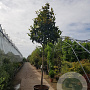 Magnolia grand. 'Galissonnière' 220 cm stam container 20-25