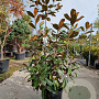 Magnolia grand. 'Goliath' 125-150 cm 18L