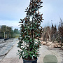 Magnolia grand. 'Goliath' 350-400 cm container